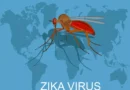 Dinkes Bali Pastikan Belum Ada Kasus Zika, Masyarakat Diminta Tetap Waspada