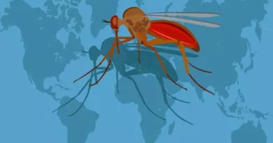 Dinkes Bali Pastikan Belum Ada Kasus Zika, Masyarakat Diminta Tetap Waspada